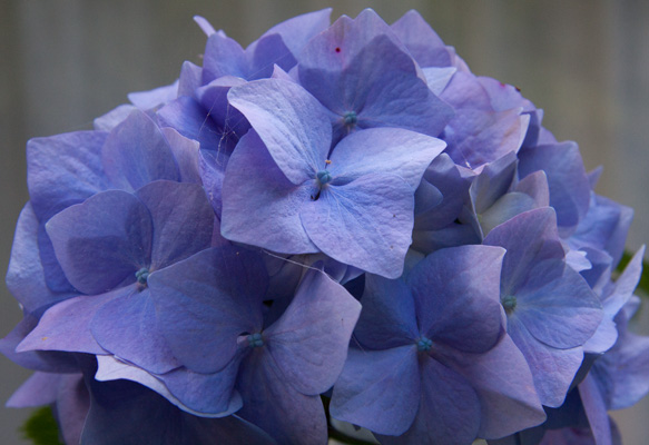 Hydrangea