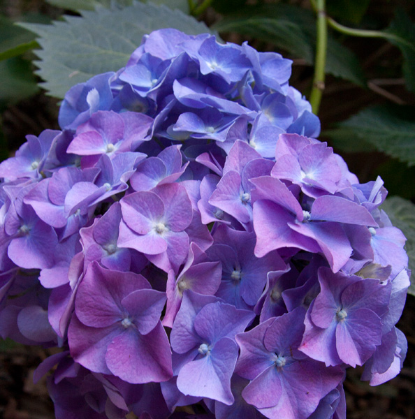 Hydrangea2