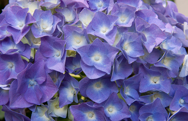 Hydrangea3