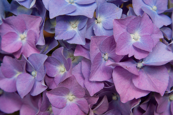 Hydrangea4