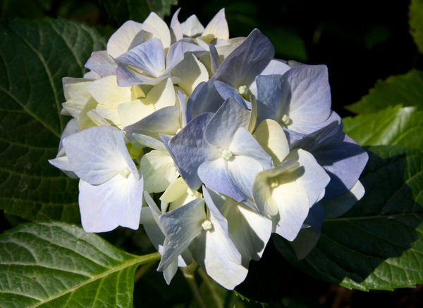 Hydrangea5